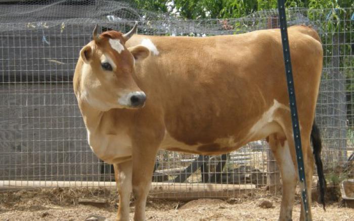 Bred Jersey Heifers for sale