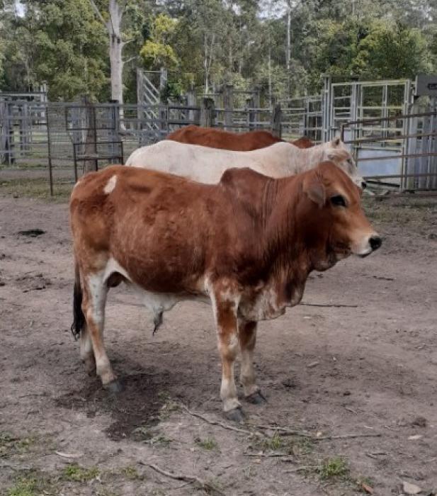 Boran bull 12 months - $1500