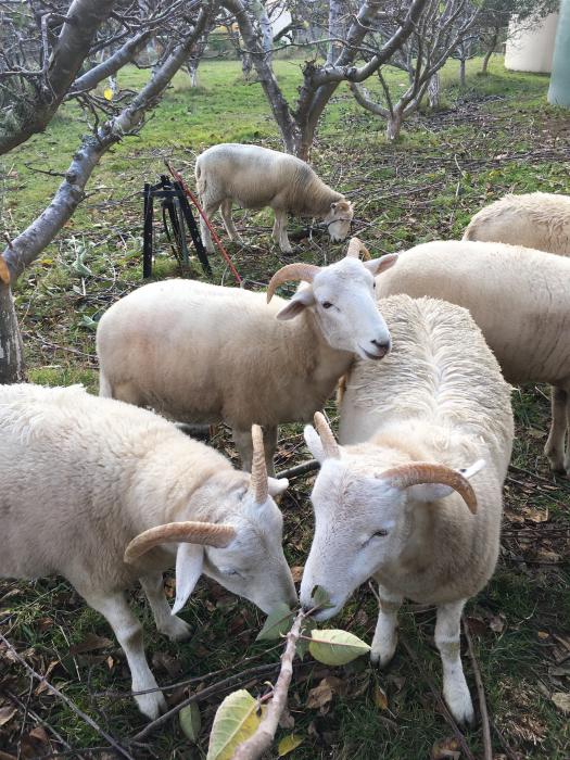 Wiltshire Horn breeding ewes and new lambs
