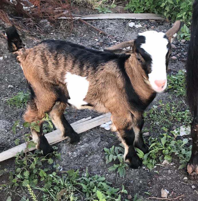 Miniature Goat Buckling bottle baby 