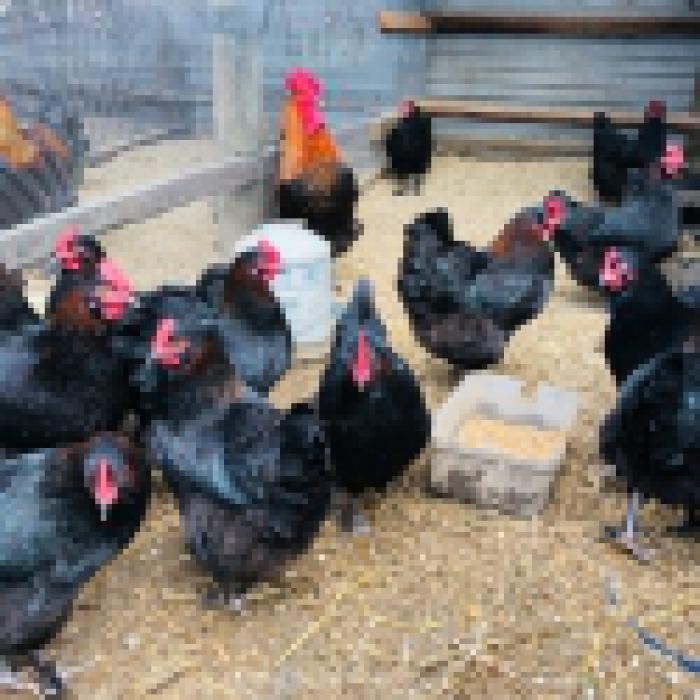 13 Brahma chickens & FERTILE HATCHING EGGS for sale