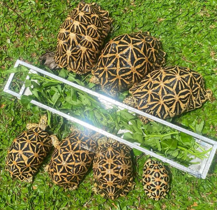Indian star tortoise for sale