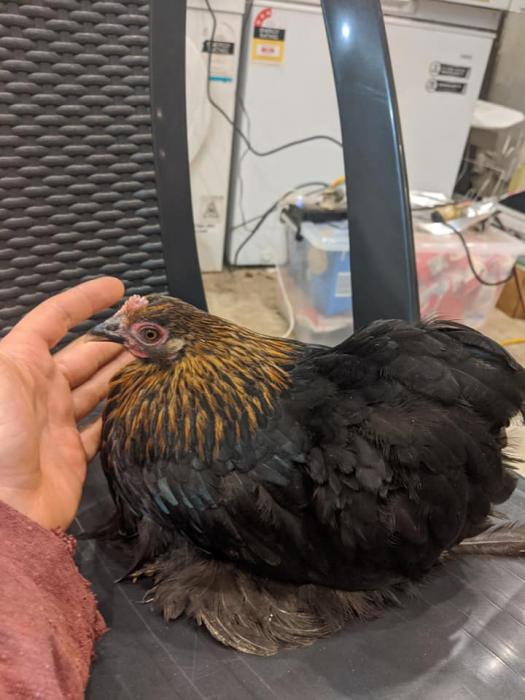 Pekin Bantam Pullets 30 See PICTURES Poultry for Sale Farmstock