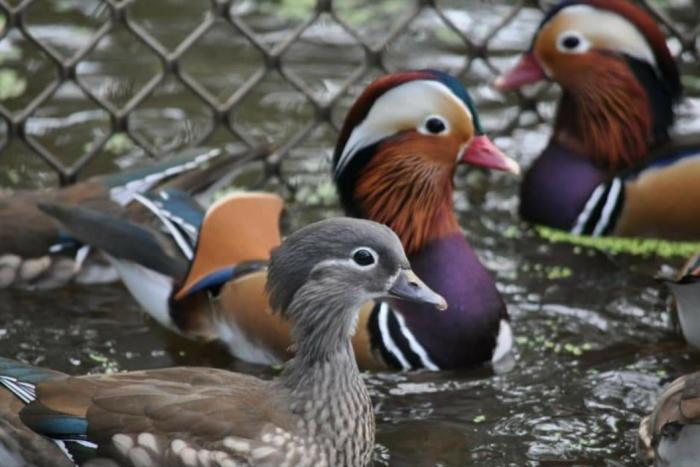 Mandarin Ducks 
