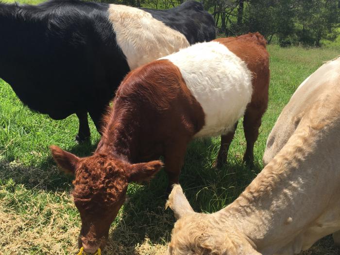 Pure Belted Galloway Bull Calves, add colour to your herd!