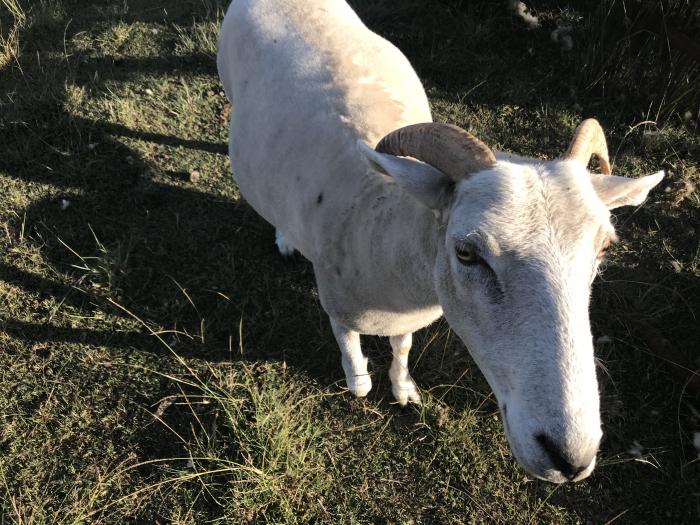Wiltshire horn sheep 