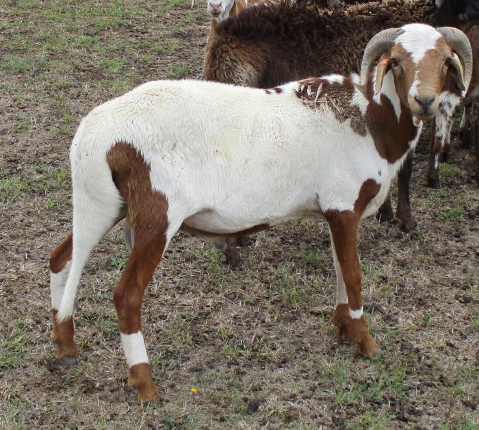 Purebred Damara Stud Sheep EWES & RAMS for Sale
