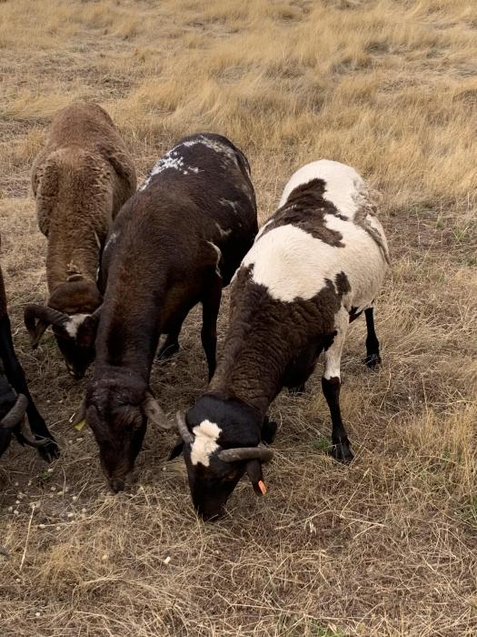 DAMARA PURE BRED RAMS