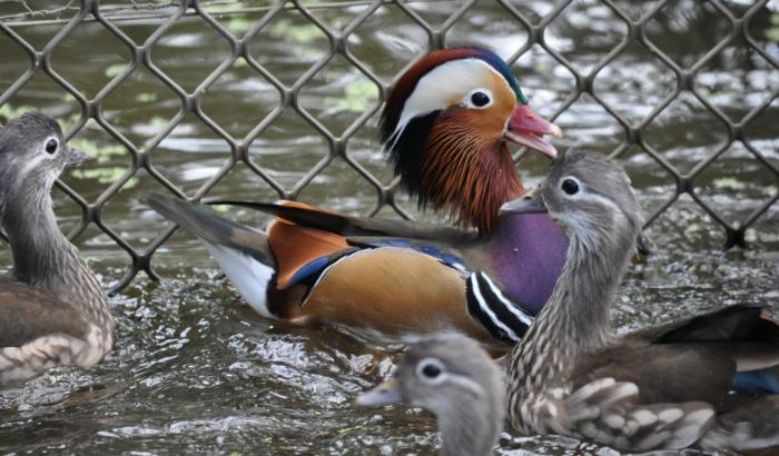 Mandarin Ducks 