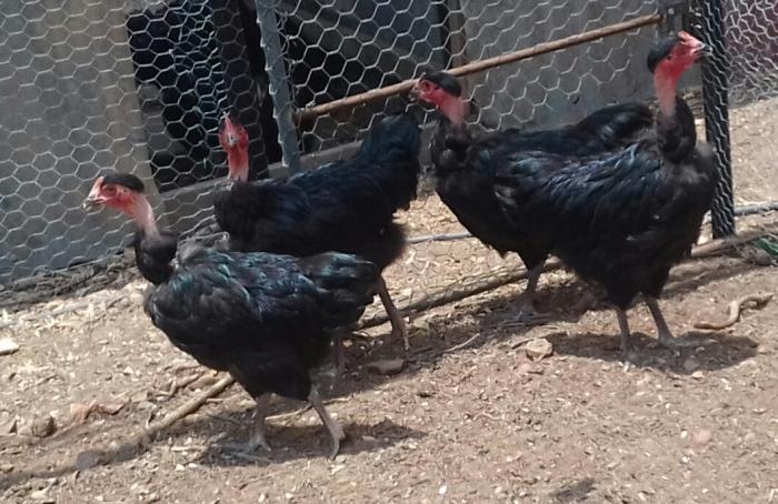 4 Transylvanian naked neck cross Australorp chicks