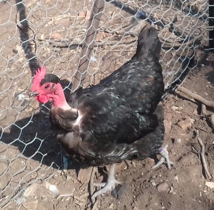 Australorp cross laying pullet