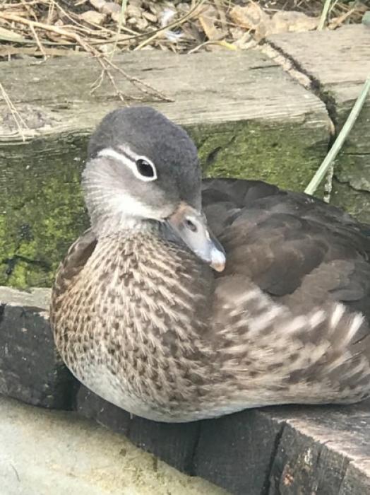 MANDARIN DUCK pair(Young adult)