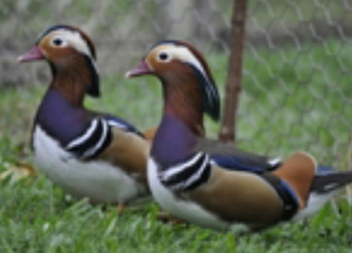 Male Mandarin Ducks 