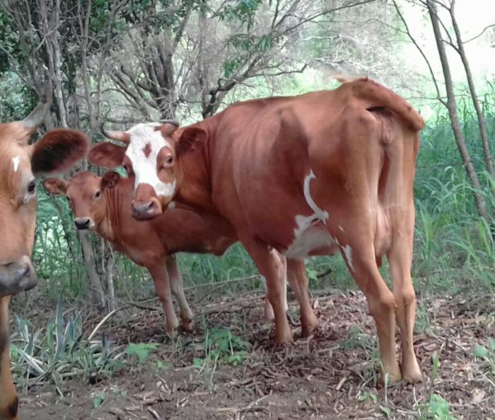 Cow and heifer calf