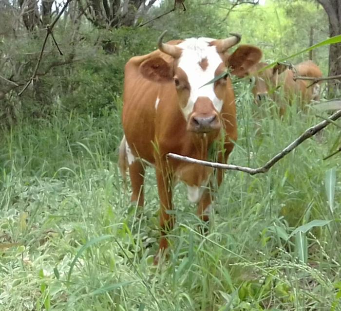 Cow and heifer calf