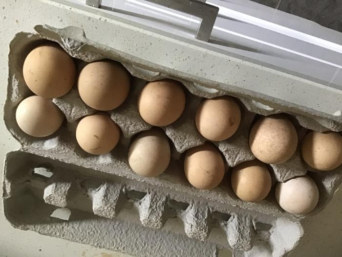 Fertile Guinea Fowl Eggs