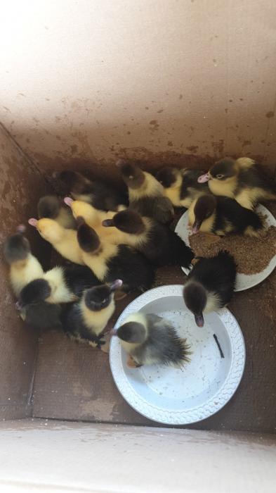 MUSCOVY DUCKLINGS FOR SALE - 4 WEEKS OLD