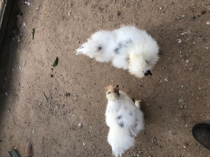 Pair Paint Silkie POL Hen & Rooster uncommon colour