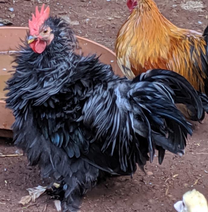 8 week old frizzle X Japanese bantam and pekin roosters