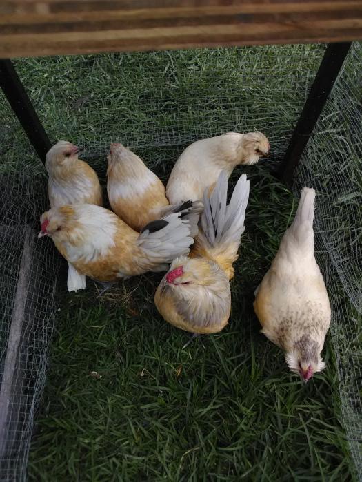 Belgian De Watermael Bantam Project Colour. Splash Quail. Poultry for