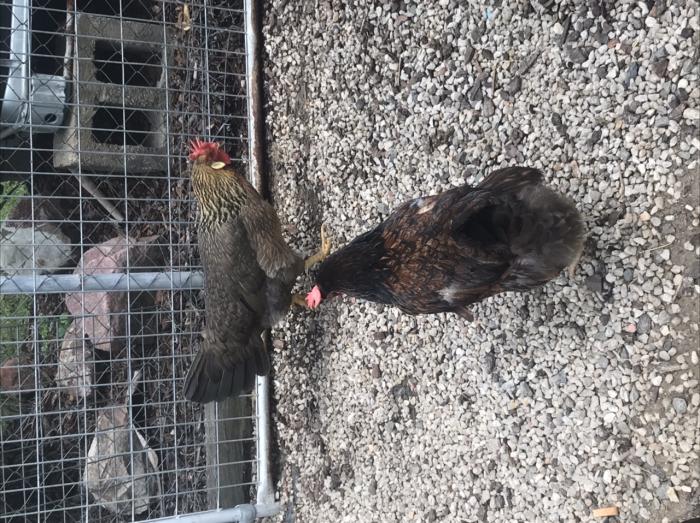 6 chickens for sale