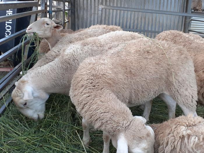 Dorper sheep trio, ram and two mature ewes.