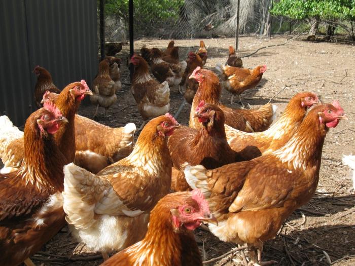 Lohmann Brown Pullets