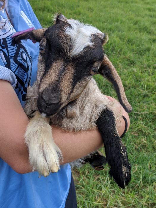 Miniature goat kids for sale
