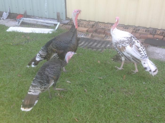 Show Quality Turkeys for Sale Poultry for Sale Farmstock
