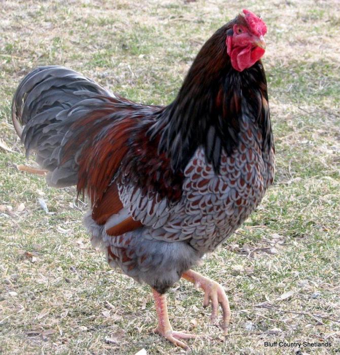 WANTED RED LACED WYANDOTTE ROOSTER