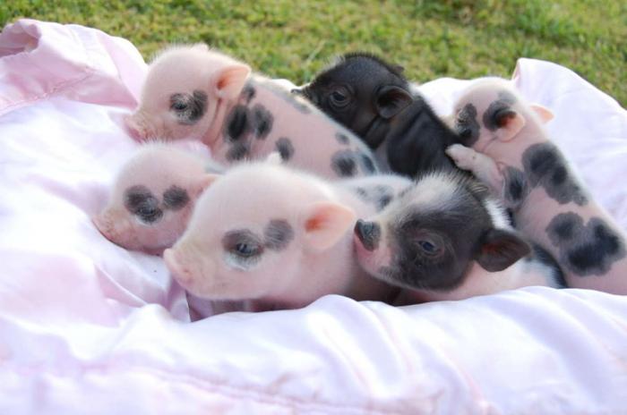 Miniature piglets For Sale 