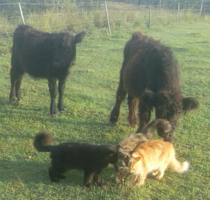 Miniature Galloway heifers, White Little Bull & Black Steer