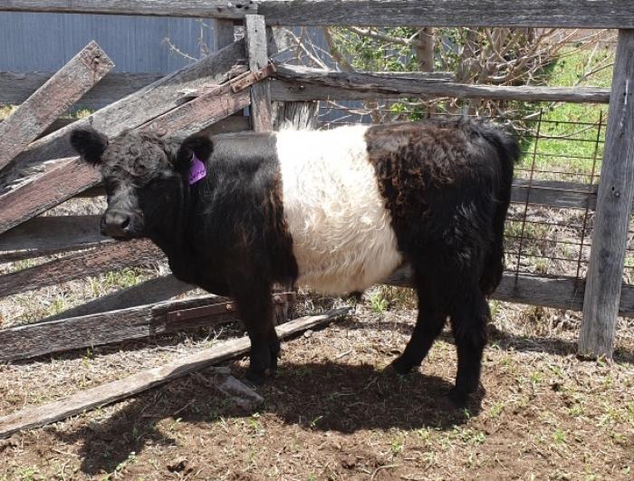 Young Belted Galloway Bull