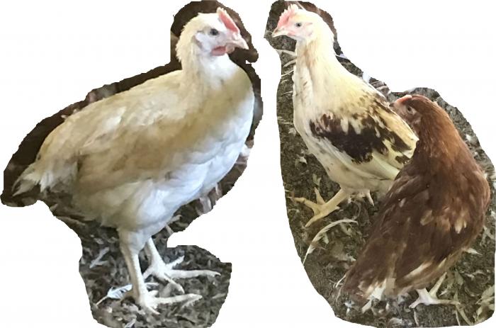 Cream Isa Brown roosters