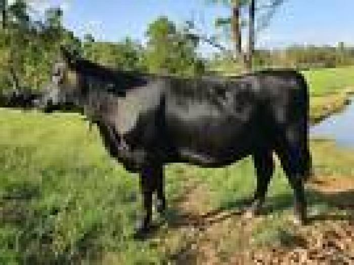 HBR Angus heifers