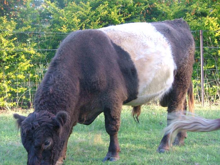 Black Belted cows in calf with Dun Belted Bull as Package