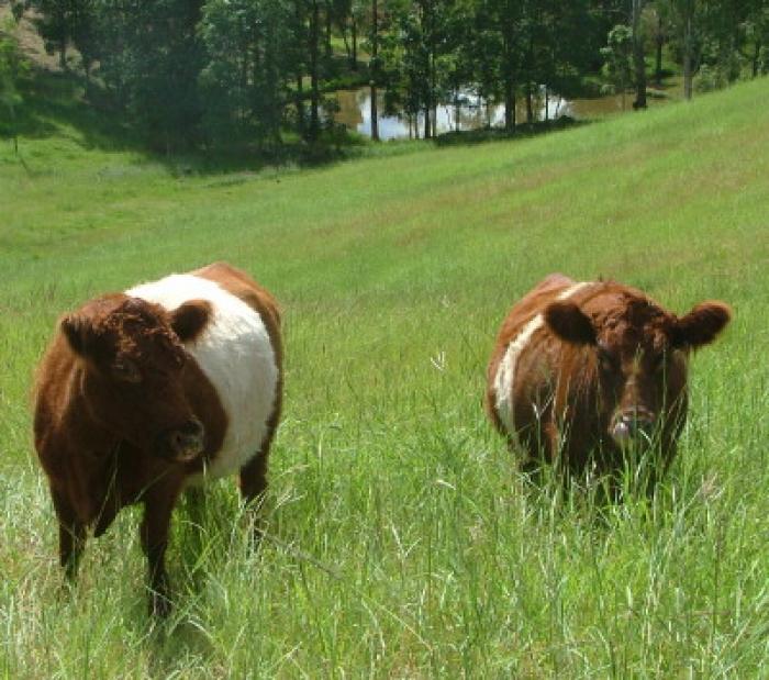 3 Red Belted cows in calf to Dun belted Bull for sale