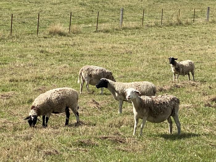 Dorper ram and ewes in lamb for sale