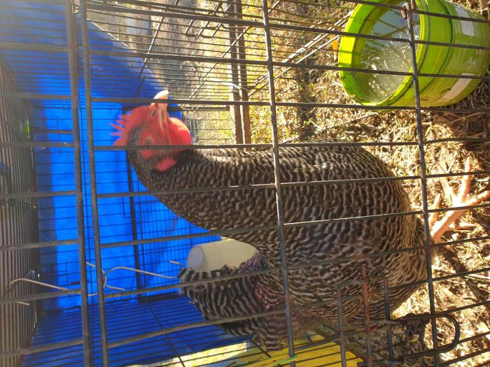 PLYMOUTH ROCK PULLET(GIRL)(SOLD)