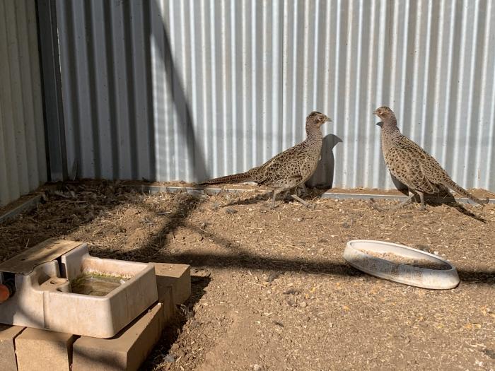 Ringneck Pheasants for sale