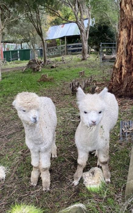 Pair of young (6 Months) Alpaca Males For Sale $660 inc gst