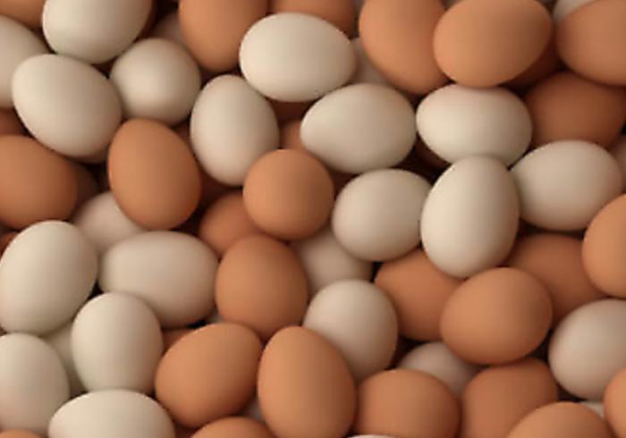 Fertile chook eggs mixed breeds