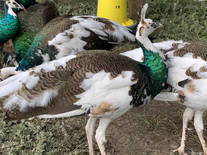 Pied Spaulding Peafowl for sale Poultry for Sale Farmstock