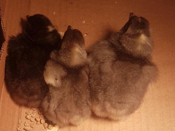 Very cute day old baby chickens for sale Poultry for Sale Farmstock