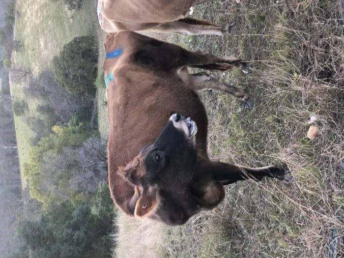 Jersey cows for sale. Cattle for Sale Farmstock