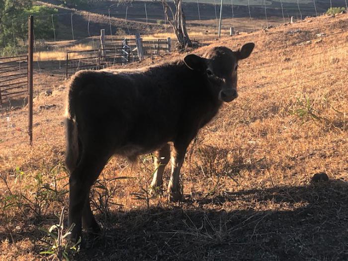 3 Head of Cattle Cattle for Sale Farmstock