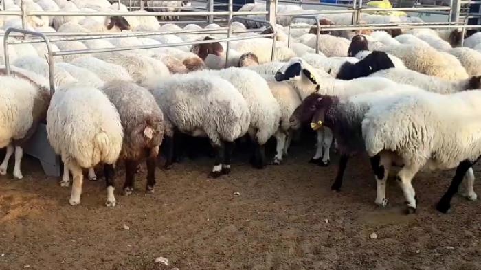 Fat tail Awassi sheep now available for sale