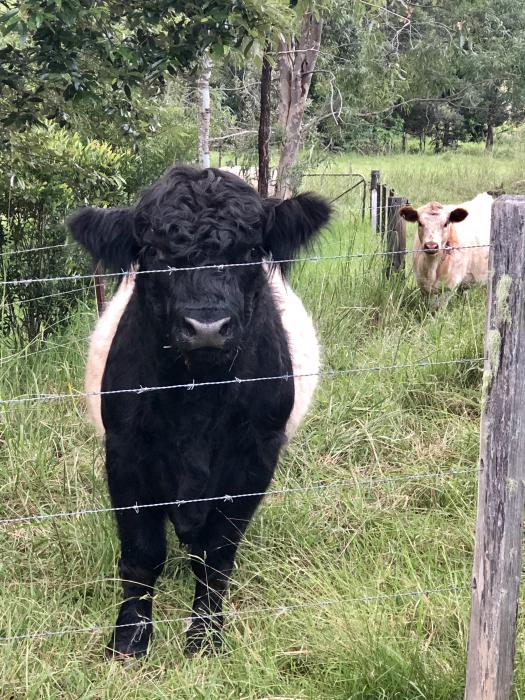 Miniature belted Galloway bull