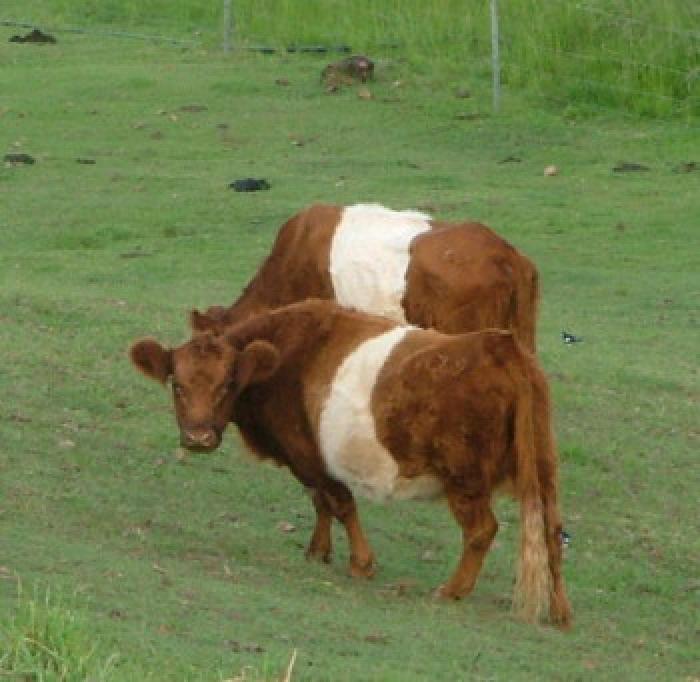 Red Belted Galloway cow and Red Angus Cross cow in Milk
