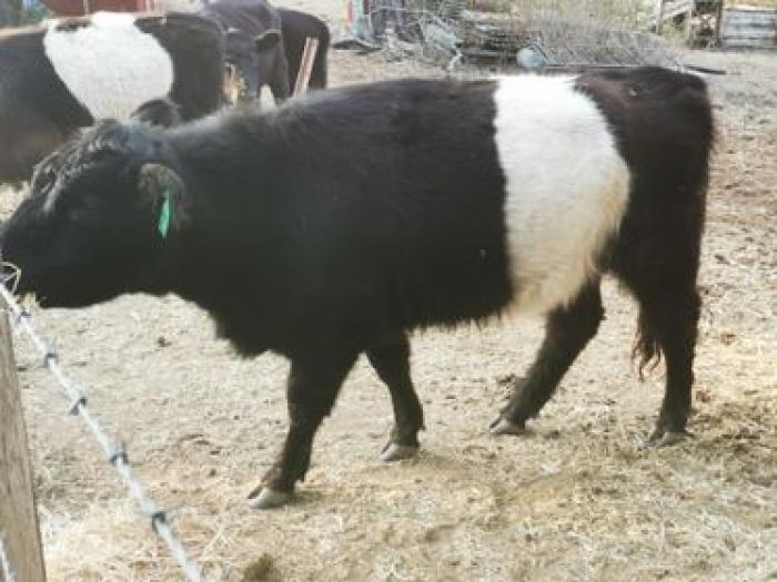 Black Belted Galloway cattle